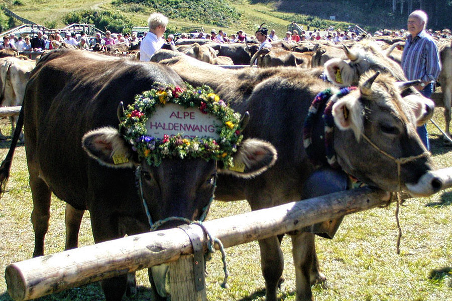 Viehscheid Viehscheid